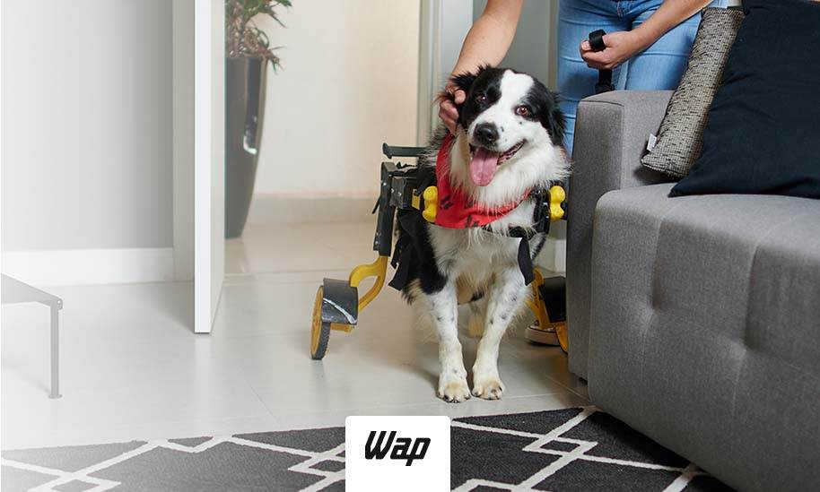 <strong></img>Visita na Wap – Conheça a nova ação da Wap com o projeto Cão de Rodinhas</strong>
