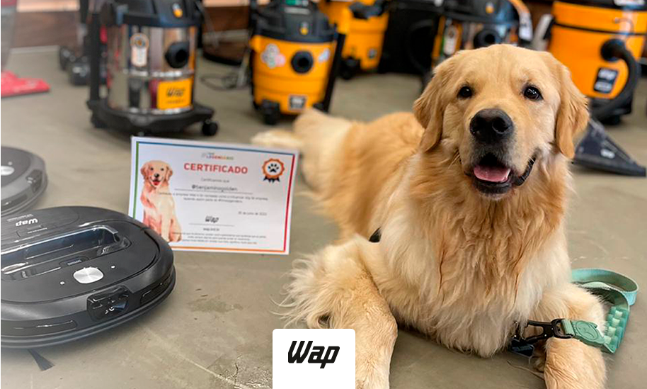 Benjamin, o Golden Retriver influencer conheceu a Wap!