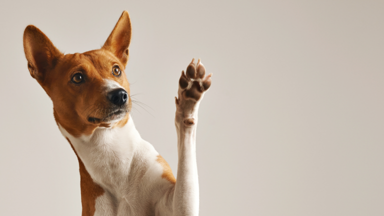 Cuidados com pet? Como manter a casa em ordem